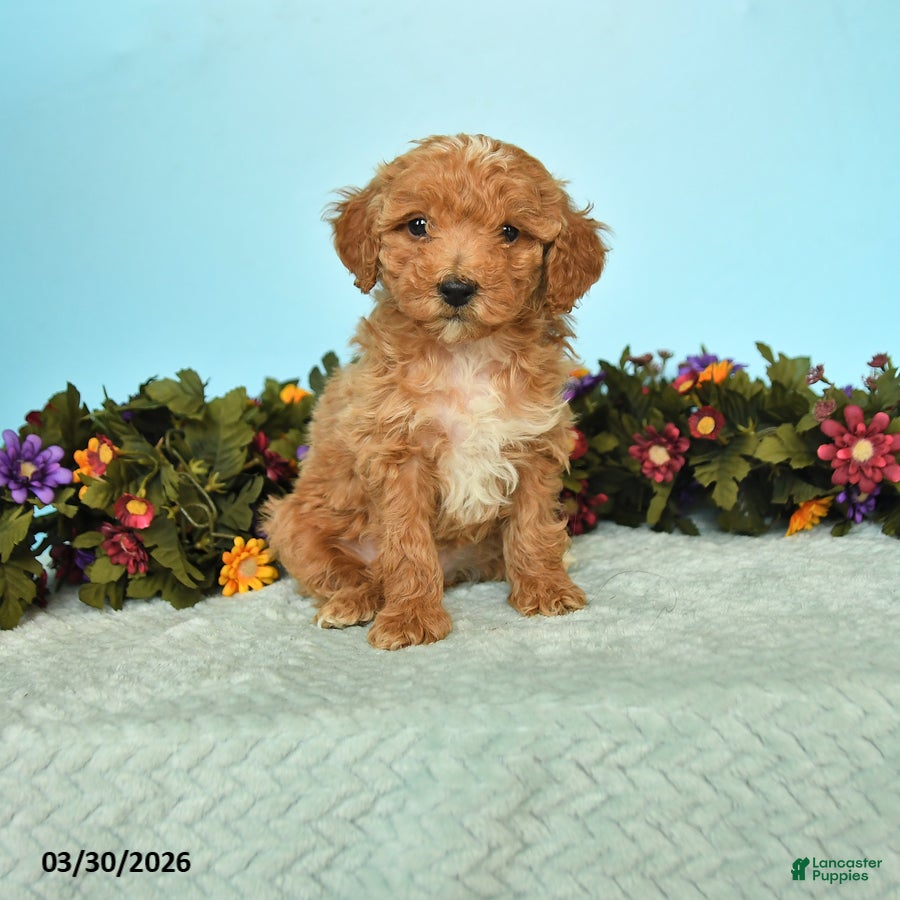 Miniature Poodle dogs Blossom - Ad 1