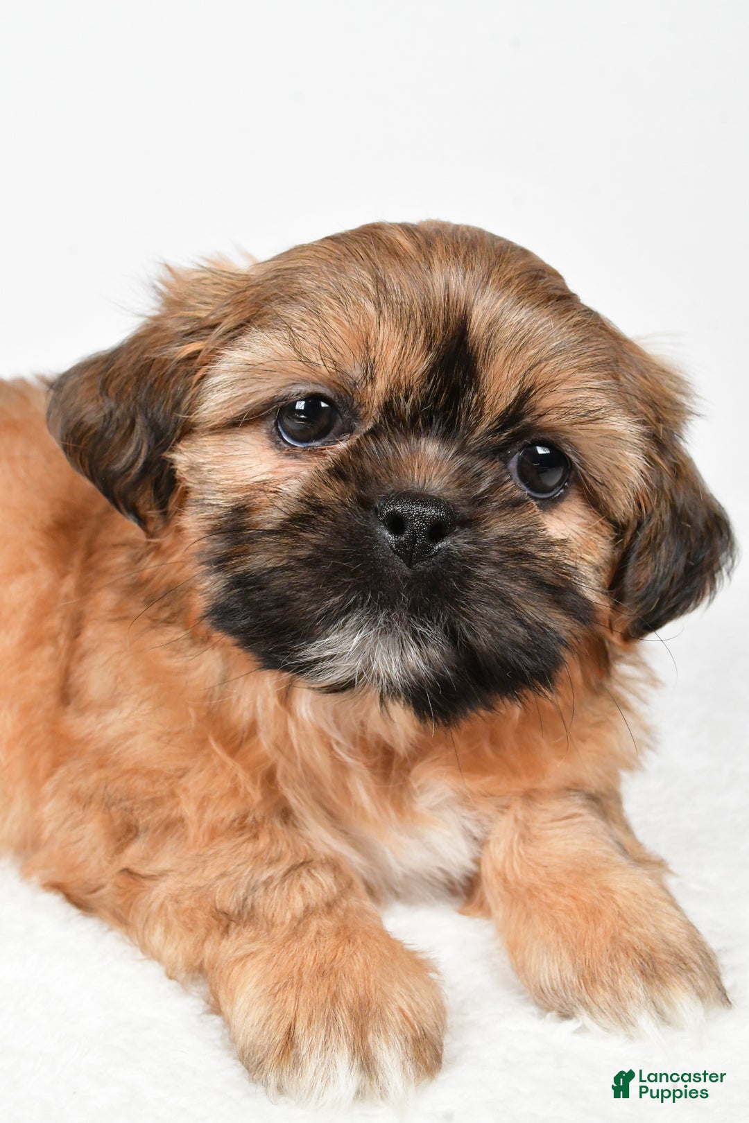 Shih Tzu dogs for sale: Winchester - Ad 8