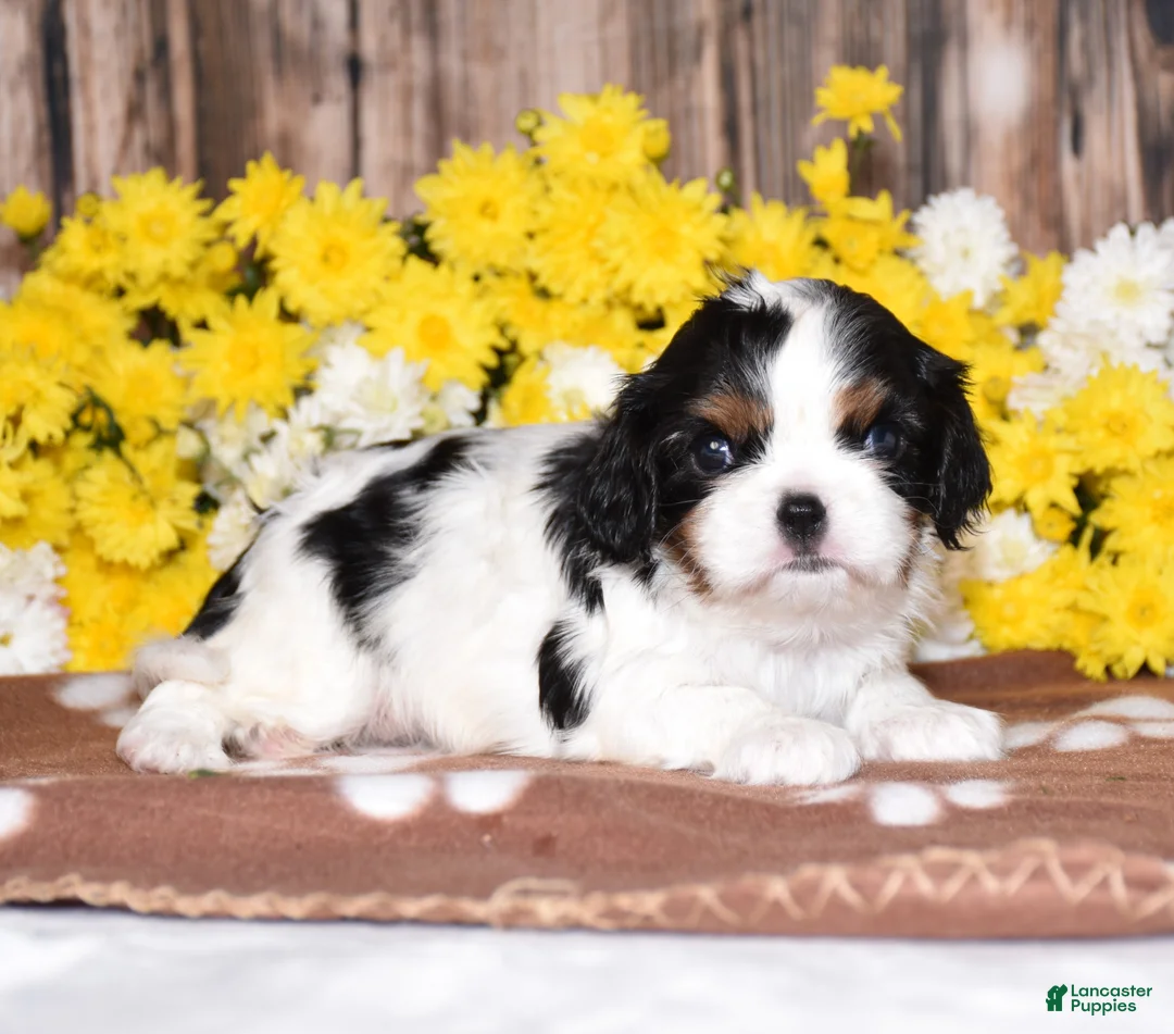 Cavalier King Charles Spaniel dogs for sale: Gemma - Ad 1