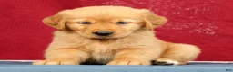 Golden Retriever dogs for sale: Genesis - Ad 6