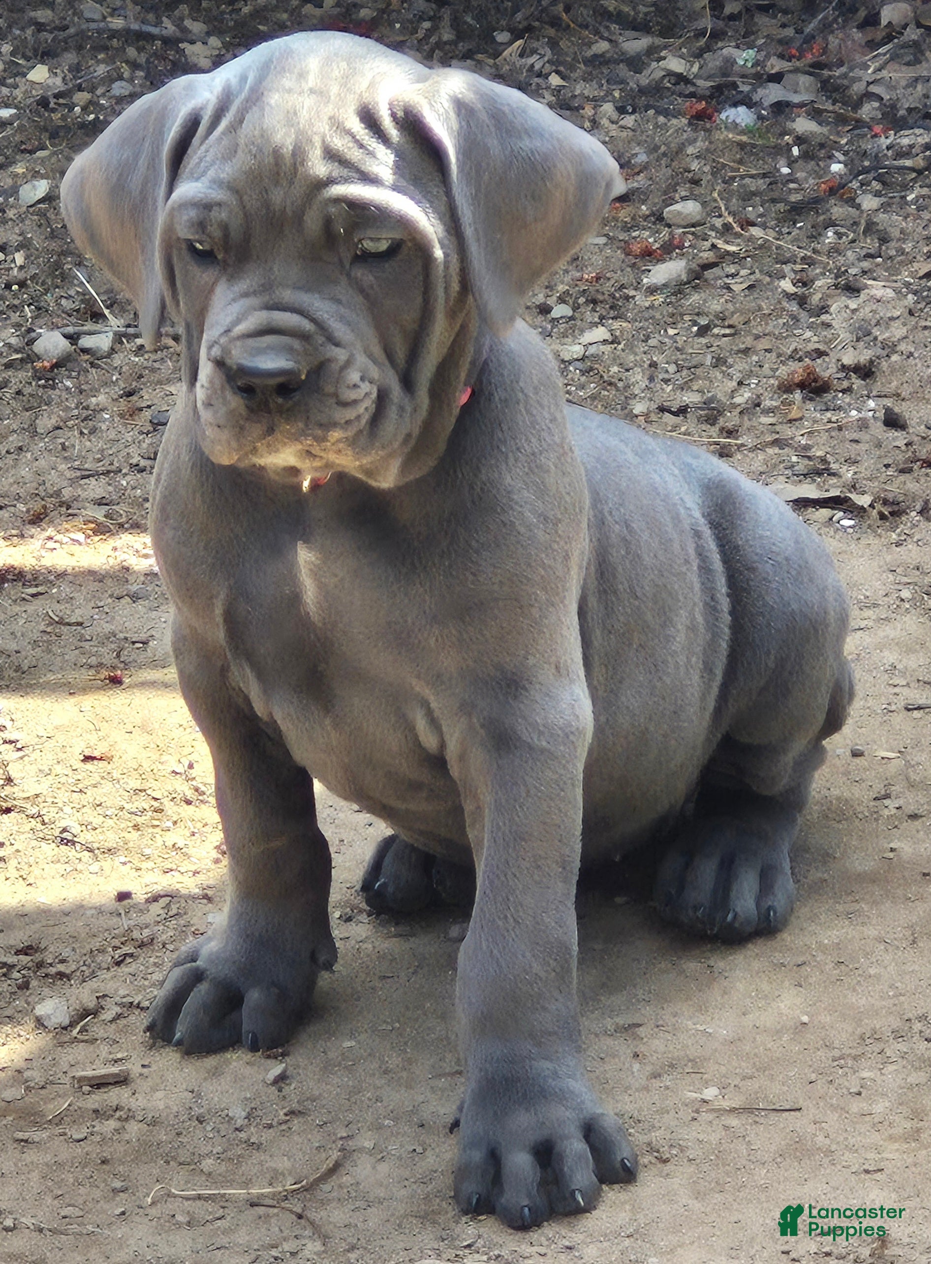 Cane Corso dogs for sale: Cane Corso Puppy 3 pearl  - Ad 2