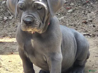 Cane Corso dogs for sale: Cane Corso Puppy 3 pearl - Ad 2