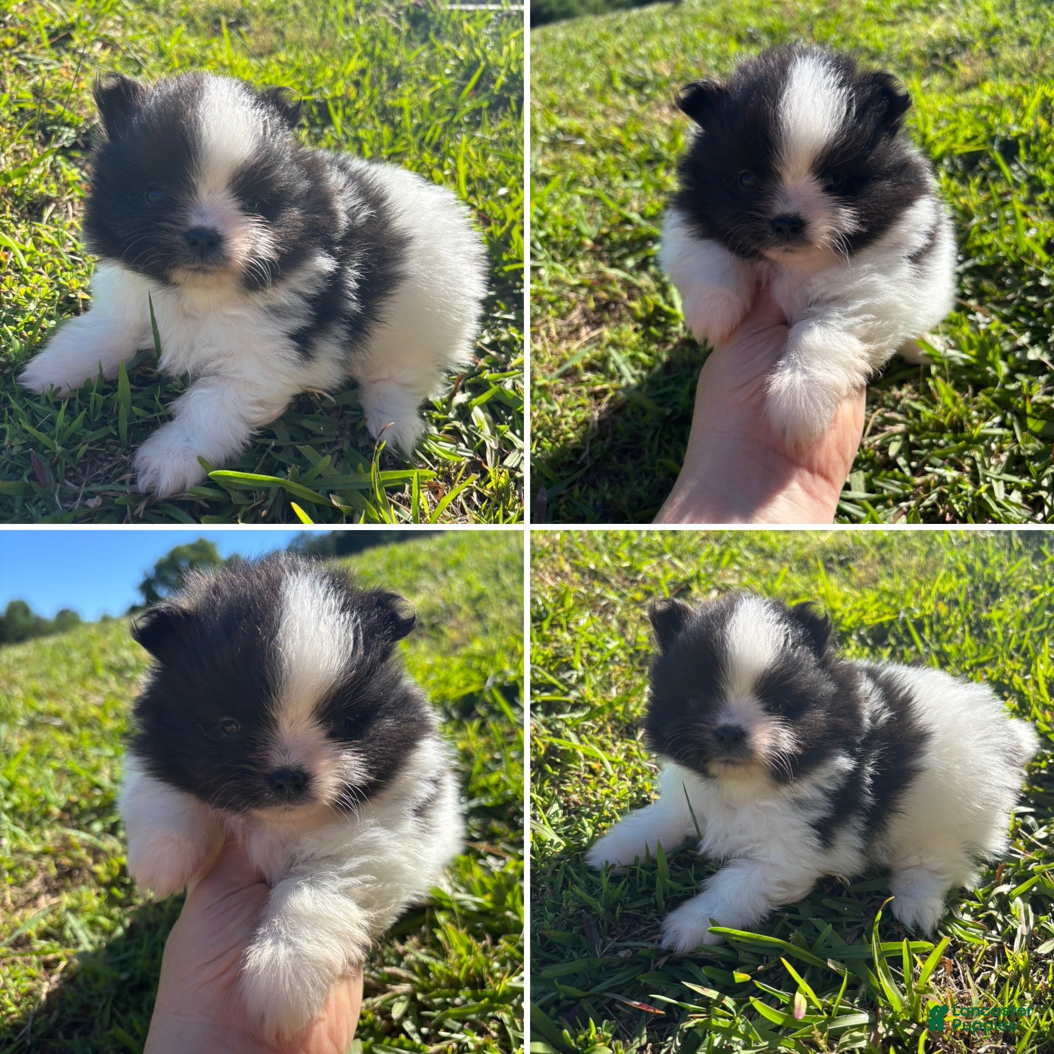 Pomeranian dogs Black parti girl  - Ad 1