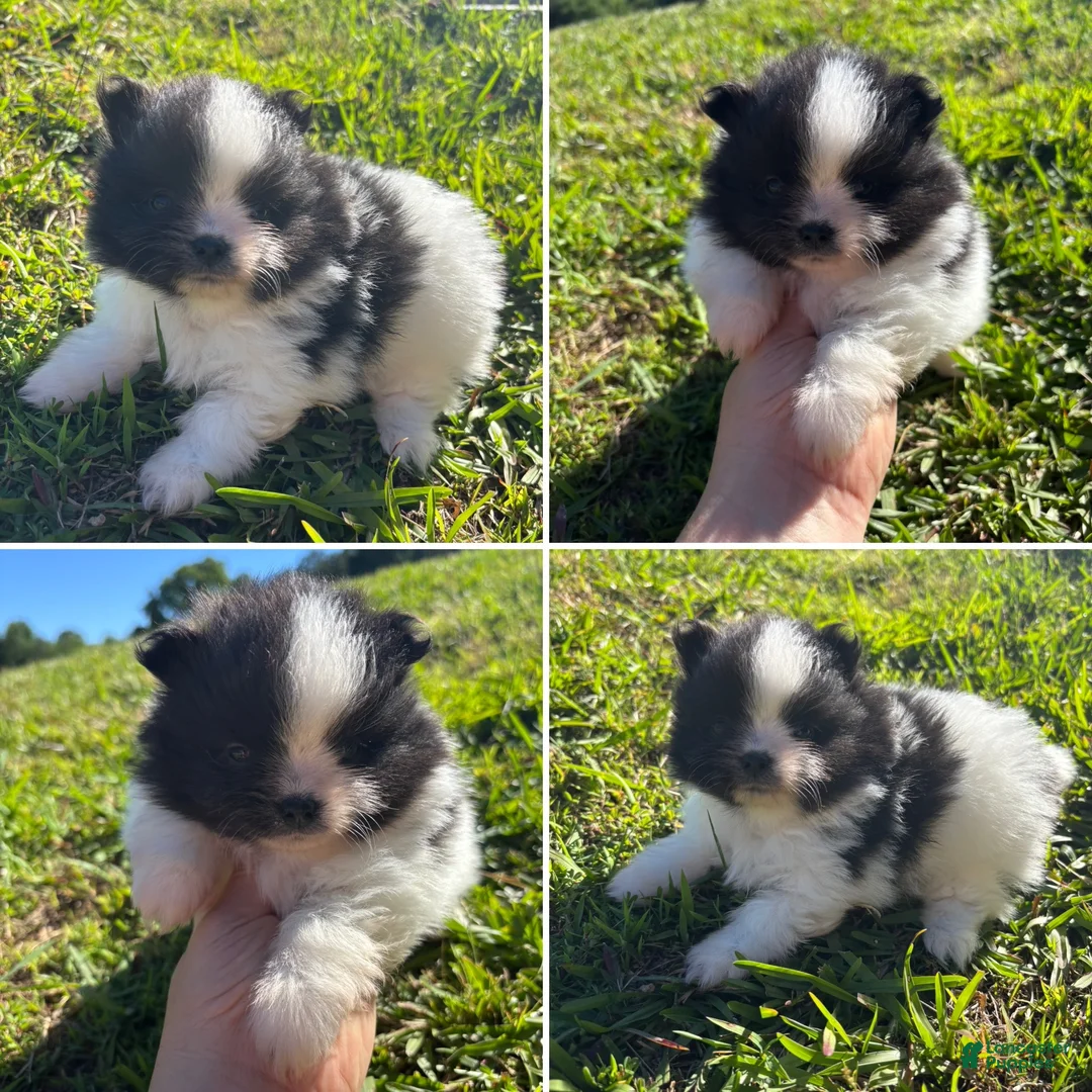 Pomeranian dogs for sale: Black parti girl  - Ad 1