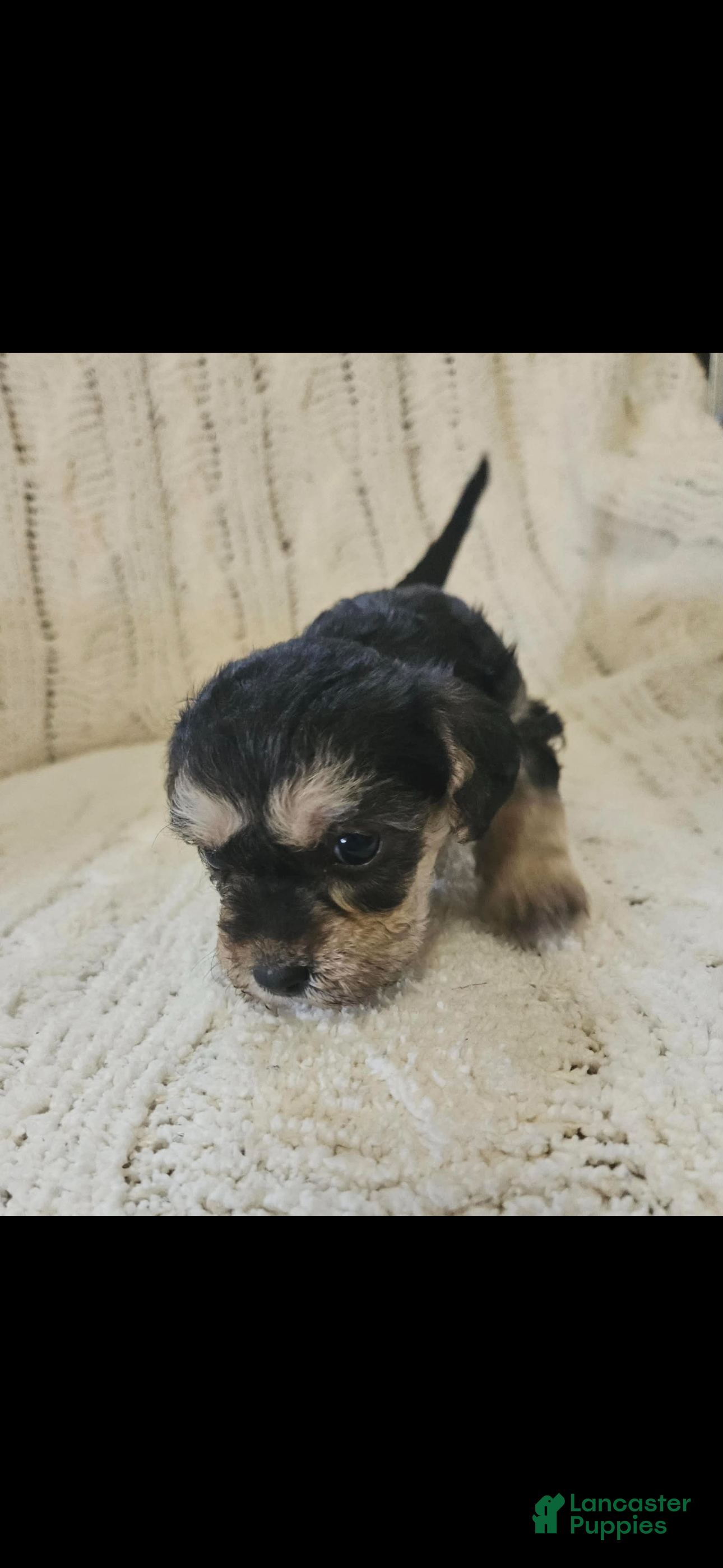 Mixed Breed dogs Mixed Breed 6 - Ad 6