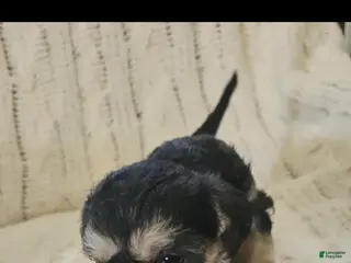 Mixed Breed dogs Mixed Breed 6 - Ad 6