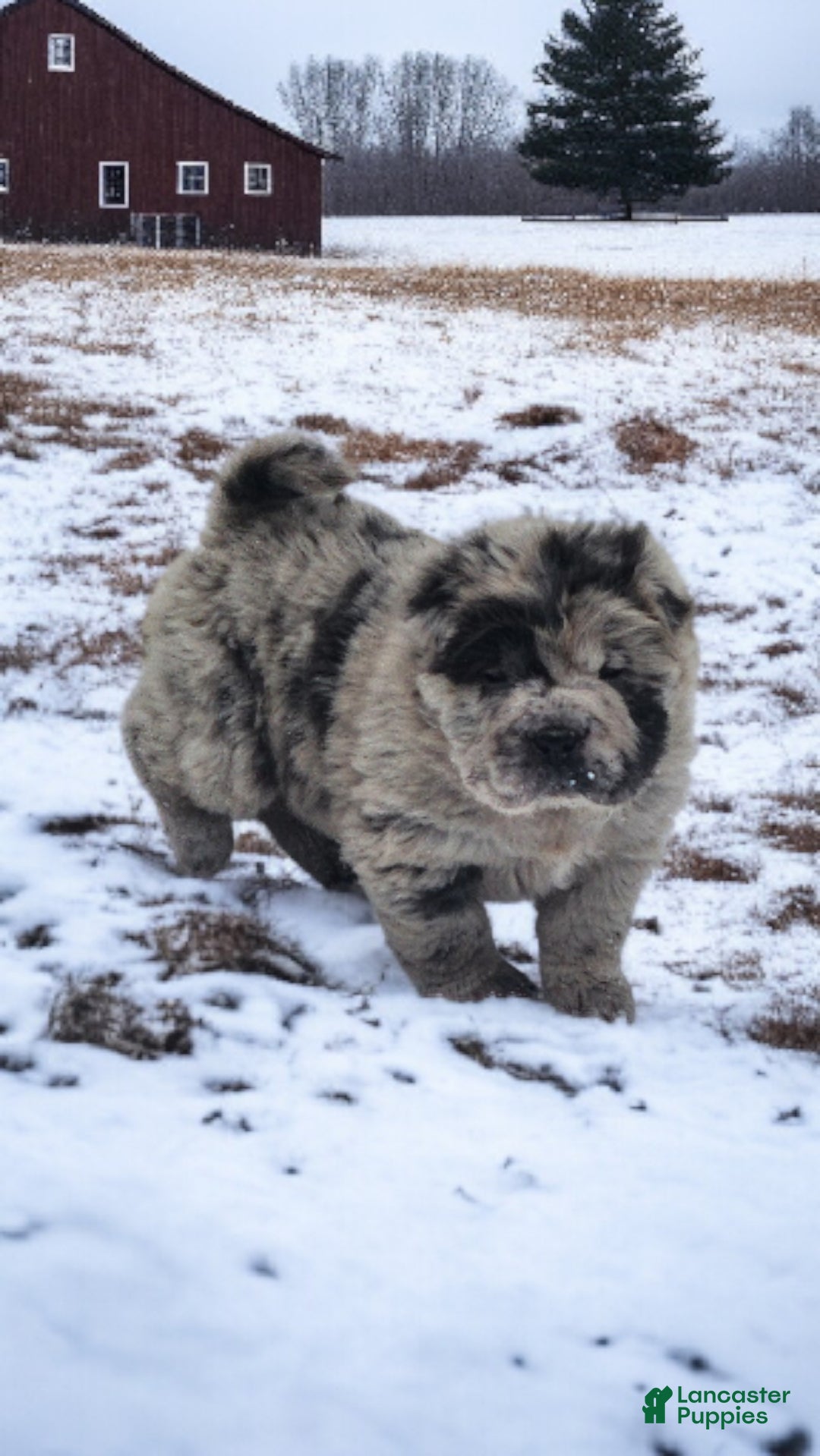 Shar Pei dogs for sale: Marla merle mini bear  - Ad 11