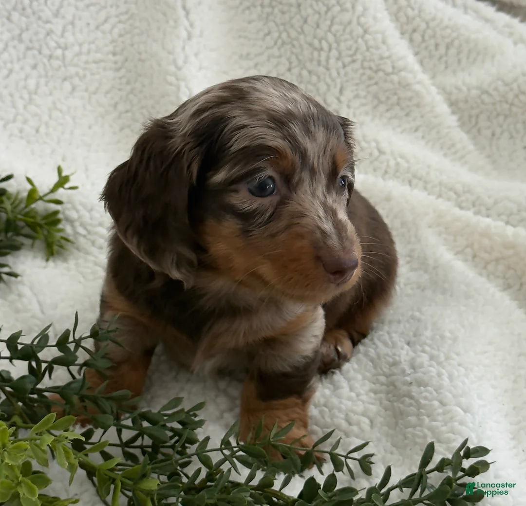 Miniature Dachshund dogs for sale: Tanner - Ad 4