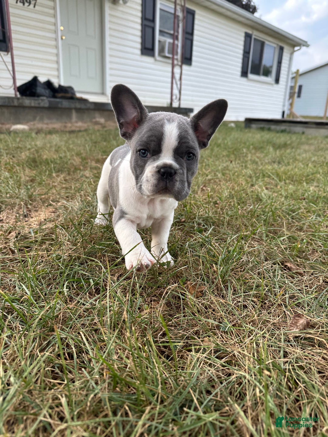 Brindle And White French Bulldog Brindle Pied French Bulldog Puppy