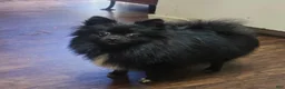 Pomeranian dogs for sale: Bashful  - Ad 10