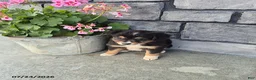 Mini Bernedoodle dogs for sale: Esther - Ad 1