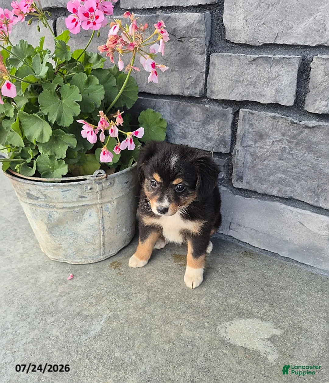 Mini Bernedoodle dogs for sale: Esther - Ad 1
