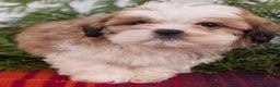 Shih Tzu dogs for sale: Bear - Ad 10