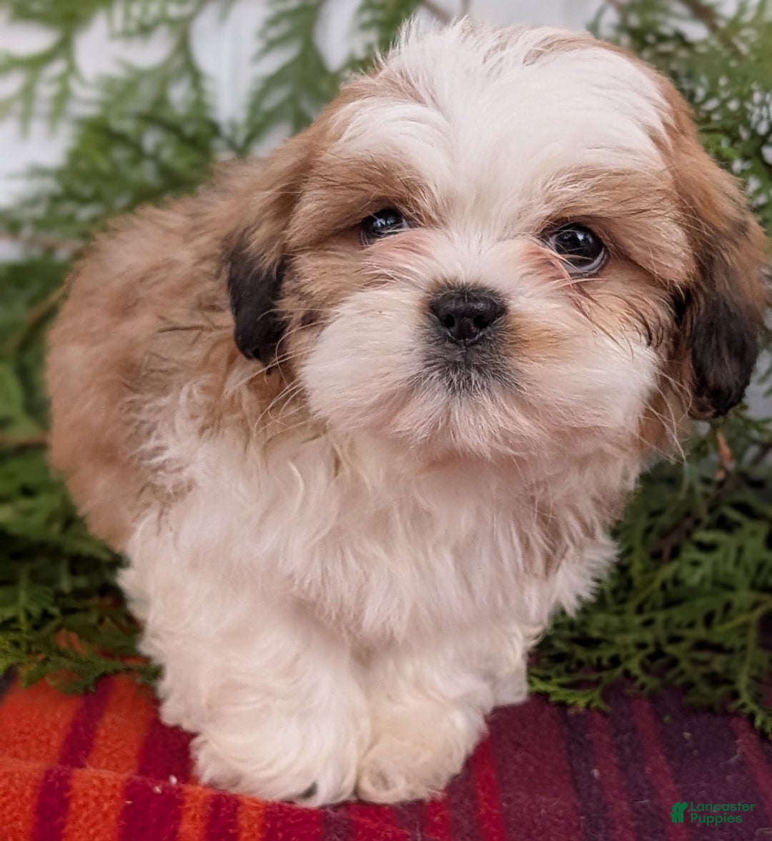 Shih Tzu dogs for sale: Bear - Ad 10