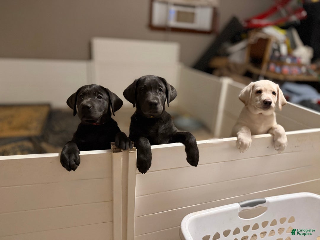 Labrador Retriever dogs for sale: Red - Ad 16