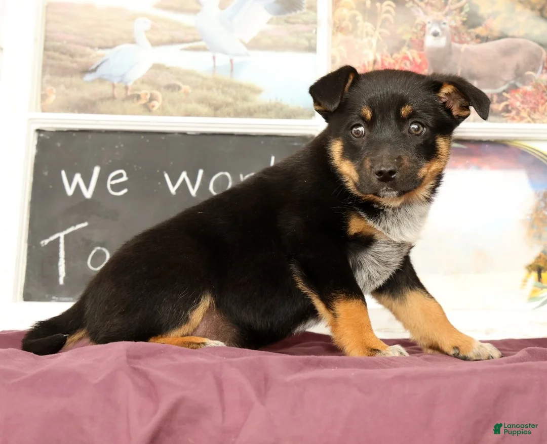 Mixed Breed dogs for sale: Trent - Ad 1