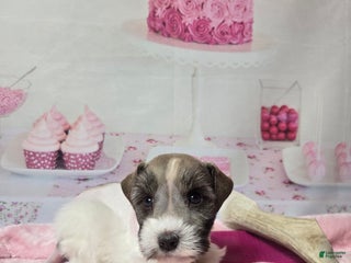 Miniature Schnauzer dogs - Ad 6