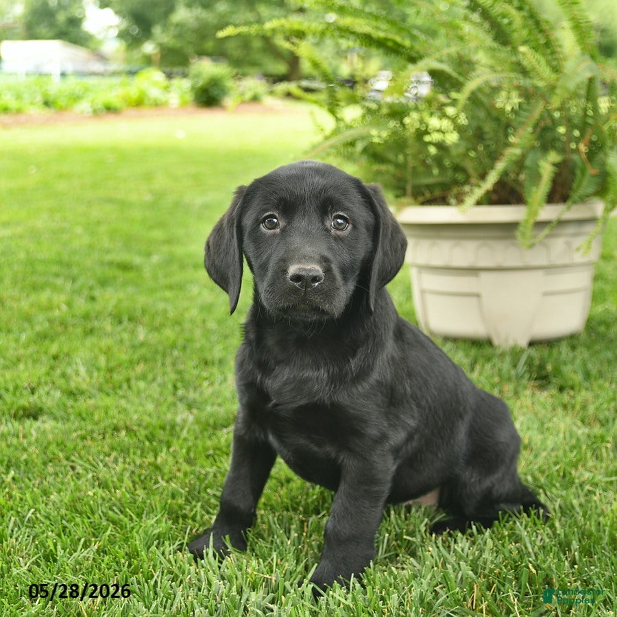Labrador Retriever dogs Lexi  - Ad 1