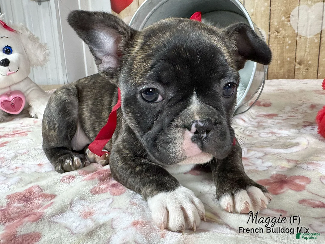 Mixed Breed dogs for sale: Maggie - Ad 4