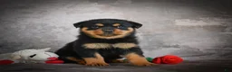 Rottweiler dogs for sale: Lilac - Ad 4