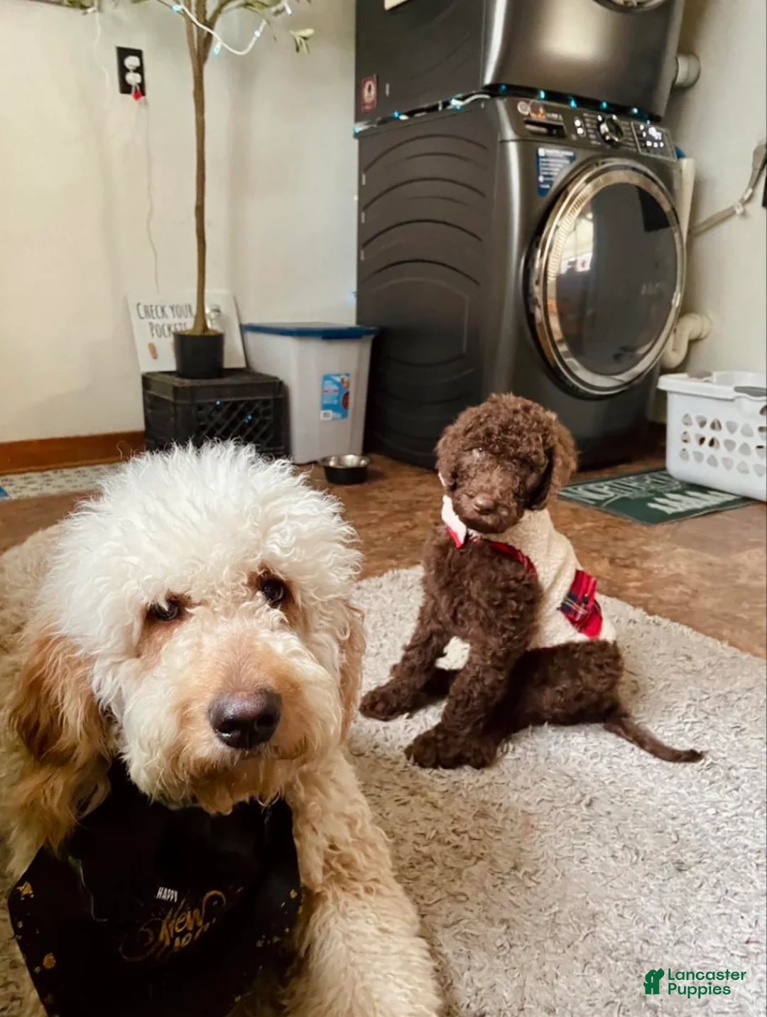 Goldendoodle dogs for sale: Brandy - Pink Collar Female  - Ad 10