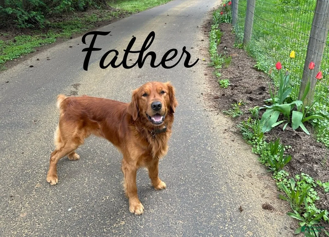 Golden Retriever dogs for sale: Dahlia AKC - Ad 3