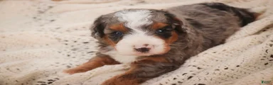 Everest Miniature Bernedoodle 