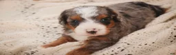 Bernedoodle dogs for sale: Everest Miniature Bernedoodle  - Ad 1