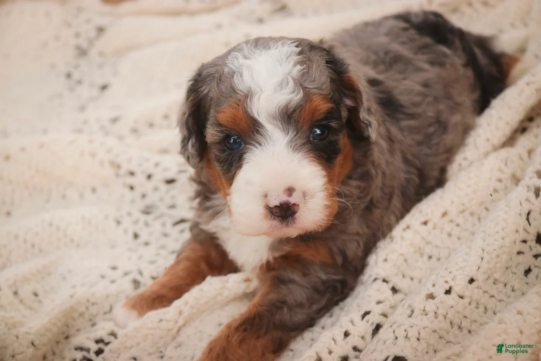 Bernedoodle dogs for sale: Everest Miniature Bernedoodle  - Ad 1