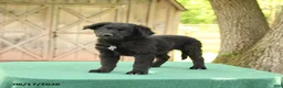 Mixed Breed dogs for sale: Shawn  - Ad 4