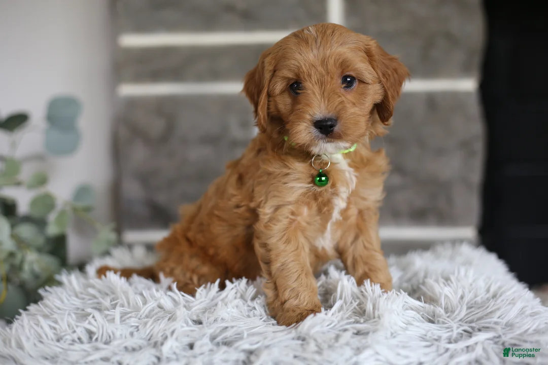 Cavapoo dogs for sale: Louie - Ad 2