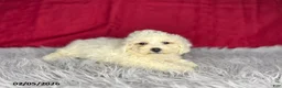 Bichon Frise dogs for sale: Sandra - Ad 2