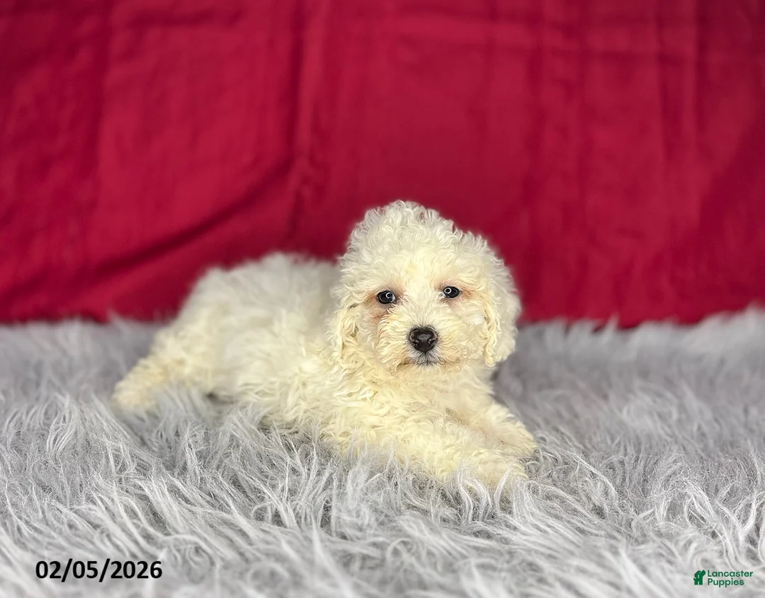 Bichon Frise dogs for sale: Sandra - Ad 2