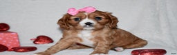 Cavalier King Charles Spaniel dogs for sale: Oona - Ad 3