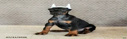 Doberman Pinscher dogs for sale: Achilles - Ad 5