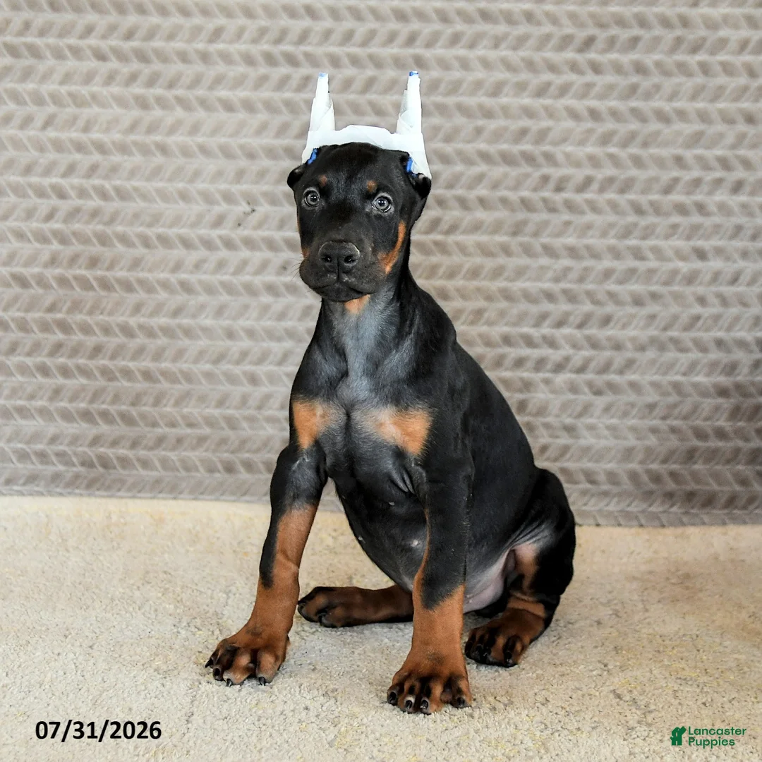 Doberman Pinscher dogs for sale: Achilles - Ad 5