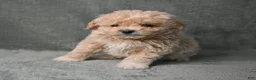 Maltipoo dogs for sale: Maltipoo 3 - Ad 3