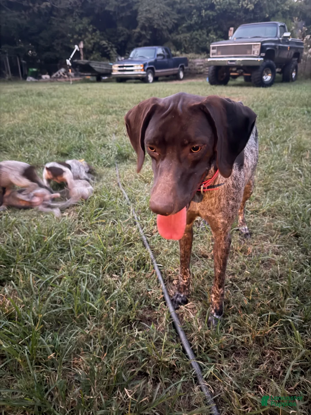 German Shorthaired Pointer dogs for sale: German Shorthaired Pointer 3 - Ad 2