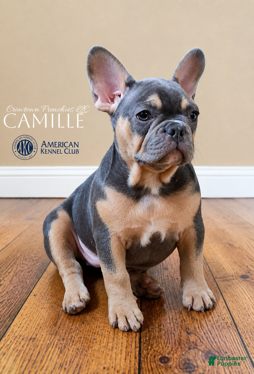 French Bulldog dogs Camille  - Ad 1
