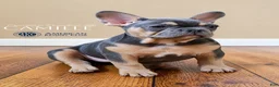 French Bulldog dogs for sale: Camille  - Ad 1