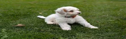 Mini Goldendoodle dogs for sale: Buddy - Ad 10