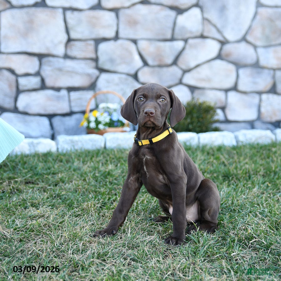 German Shorthaired Pointer dogs Inca - Ad 2