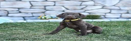 German Shorthaired Pointer dogs for sale: Inca - Ad 2