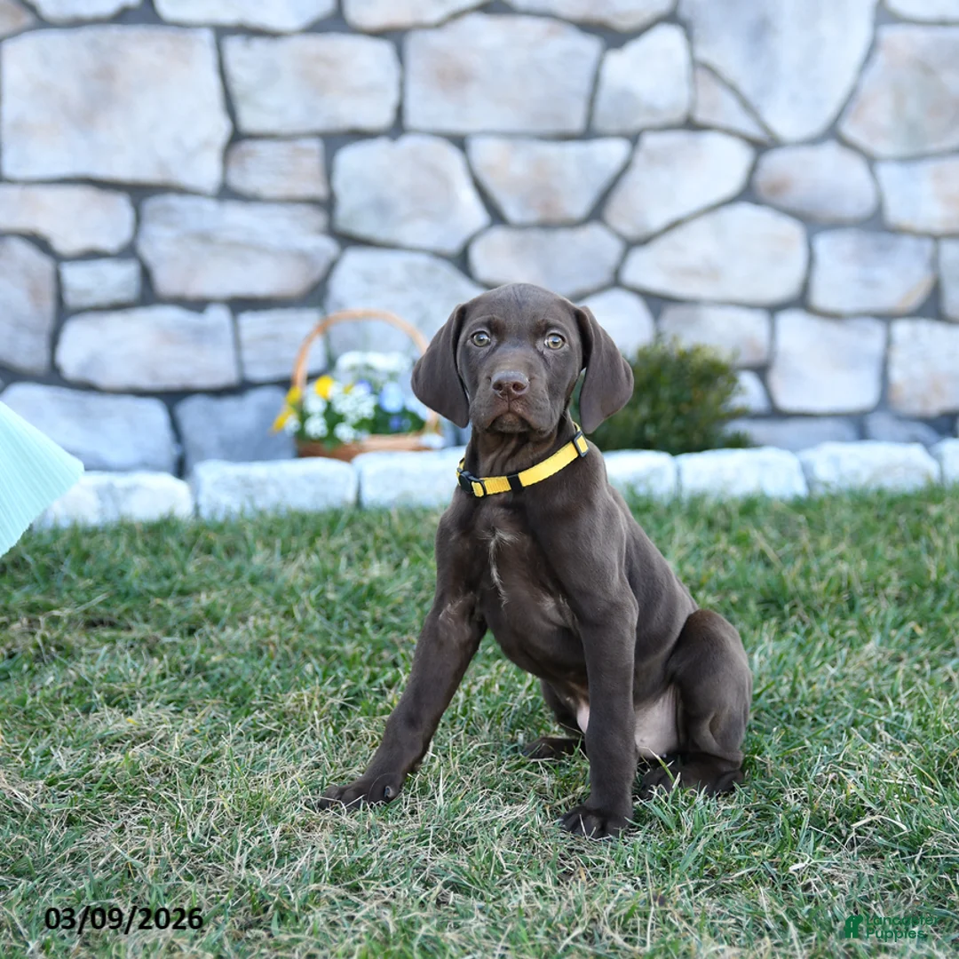 German Shorthaired Pointer dogs for sale: Inca - Ad 2