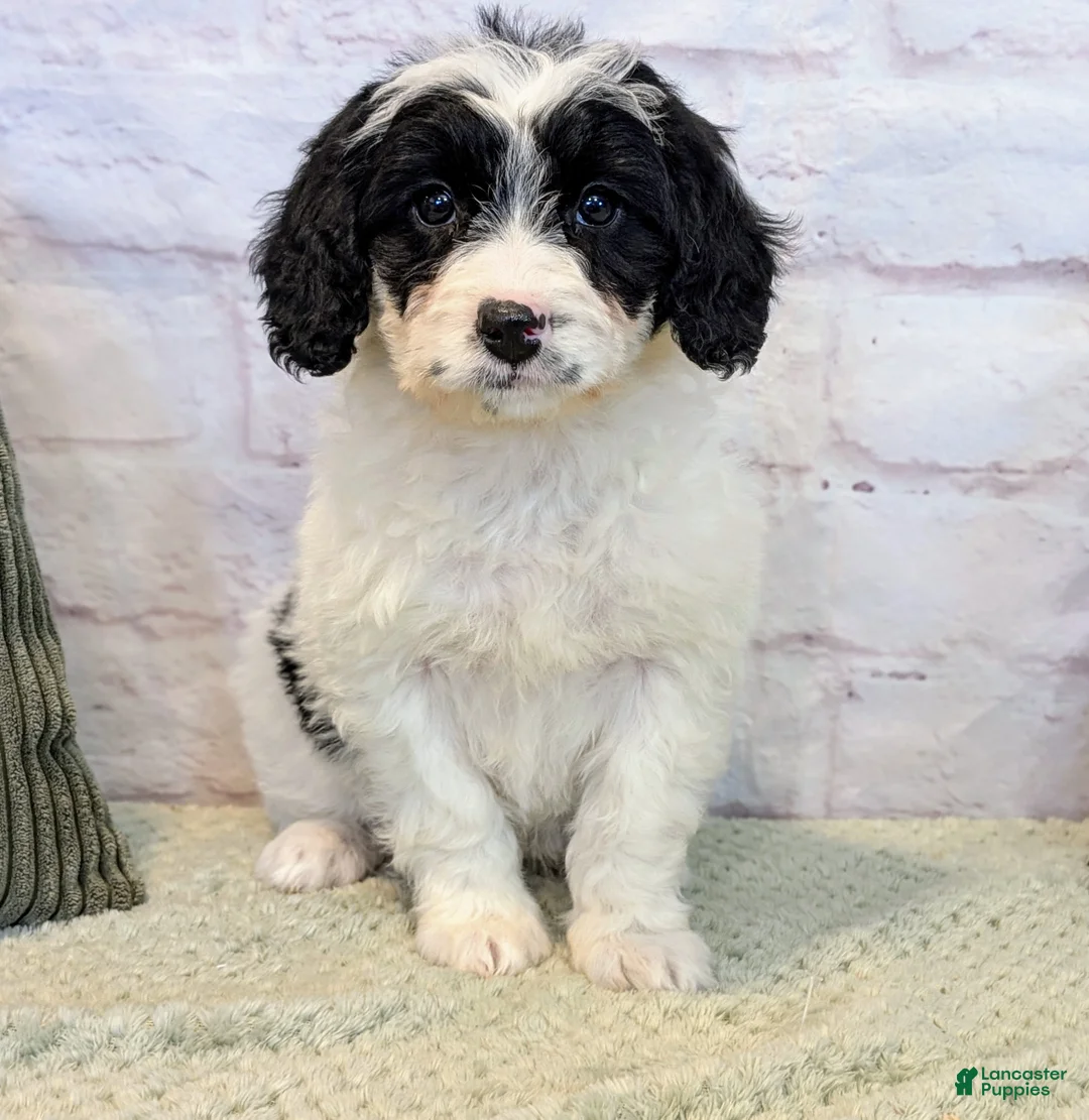 Mixed Breed dogs for sale: Ashton  - Ad 6