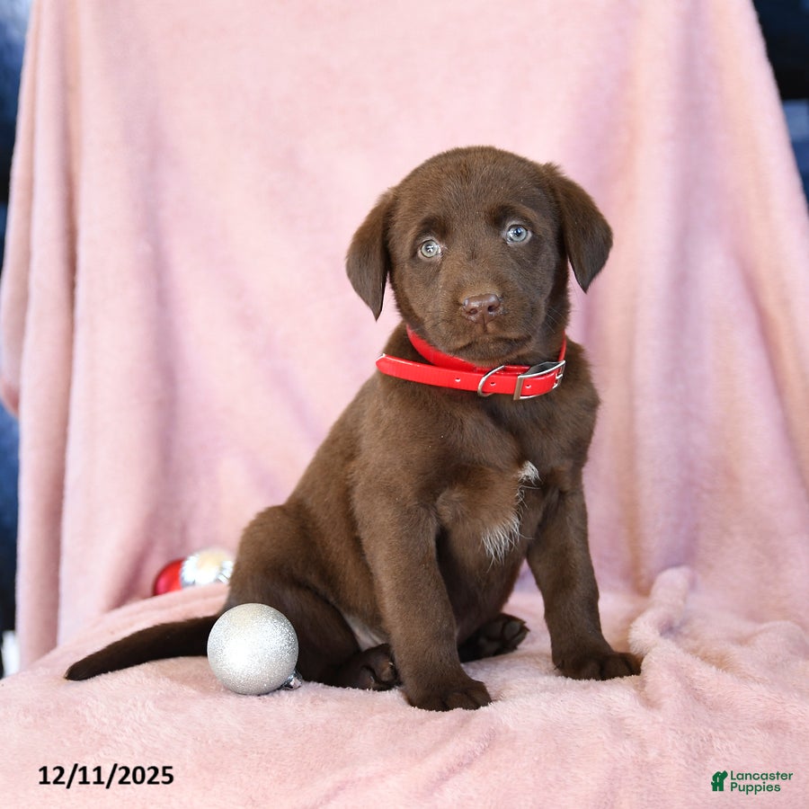 Labrador Retriever dogs Abel - Ad 13