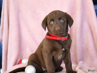 Labrador Retriever dogs Abel - Ad 13