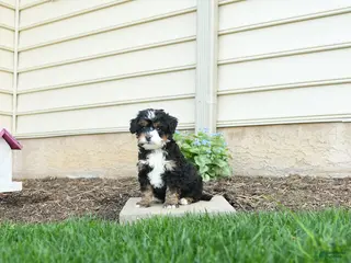 Bernedoodle dogs for sale: Cooper - Ad 1