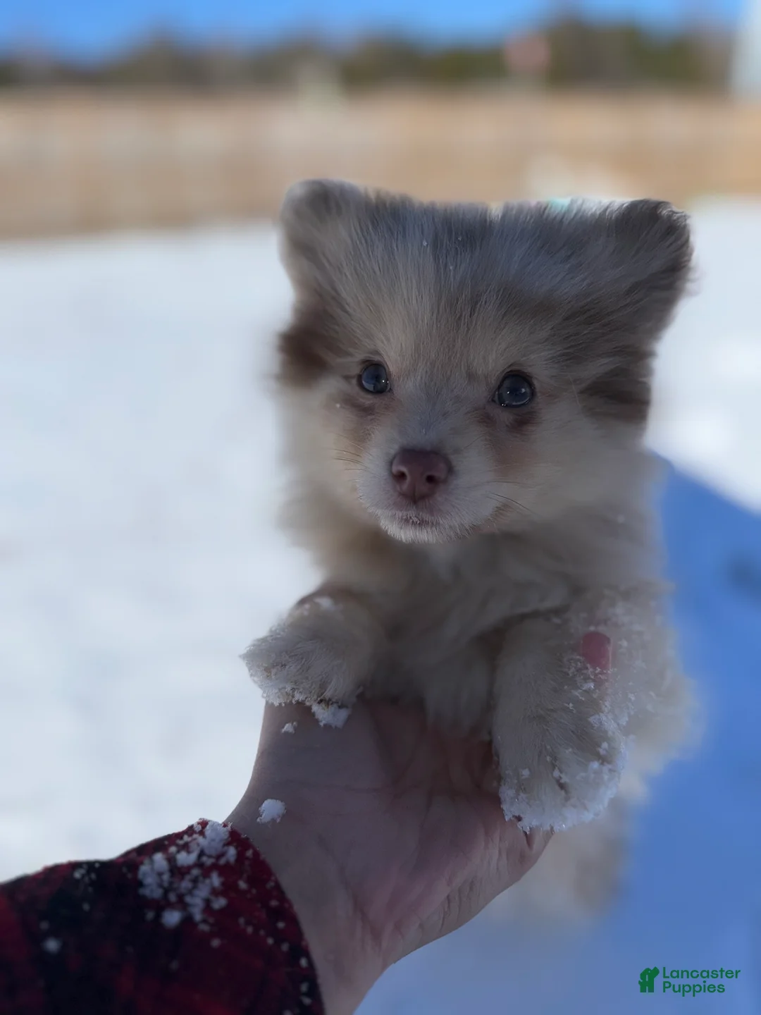 Mixed Breed dogs for sale: Ikaikoa - Ad 4