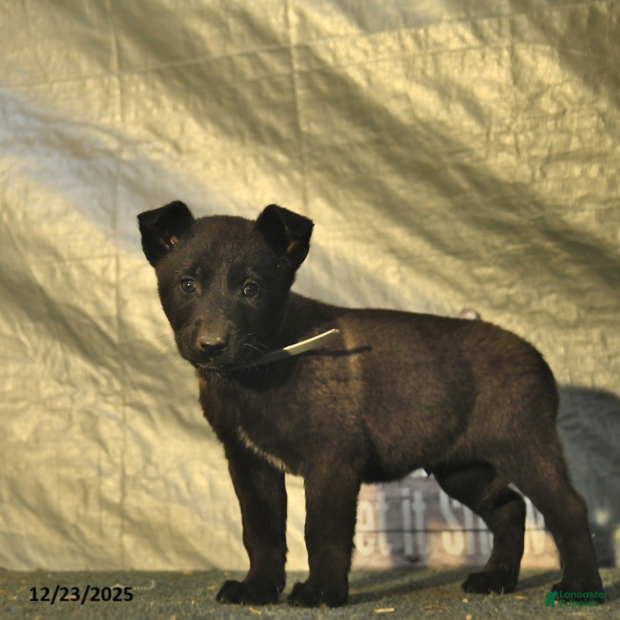 Belgian Malinois dogs Blizzard  - Ad 34